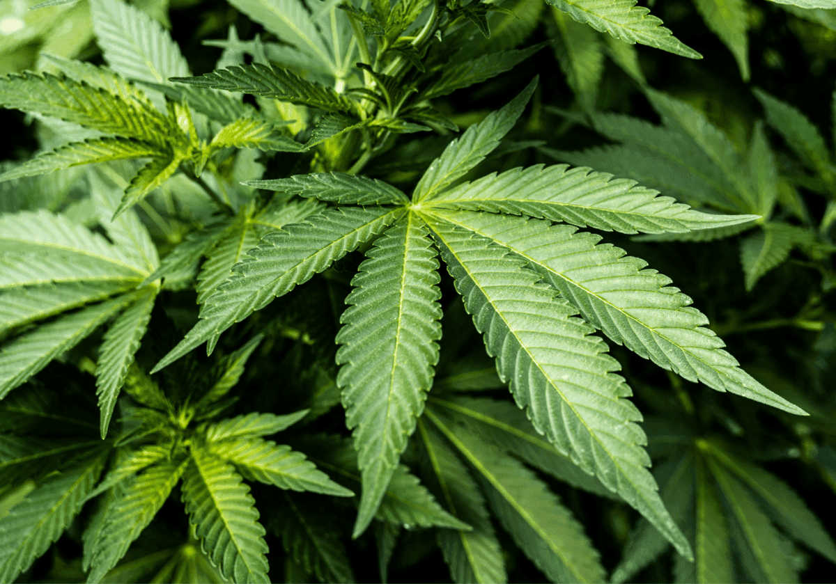 Kentucky House Unanimously Approves Delta-8 THC Regulation Bill - Mellow Fellow