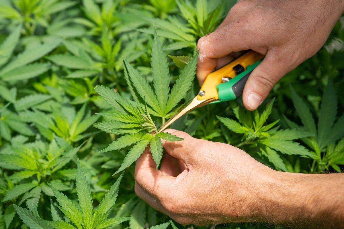 HHC vs THC: Effects and Potency Compared - Mellow Fellow